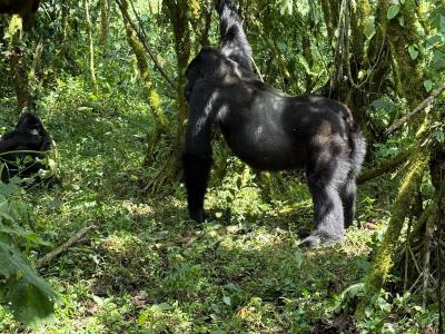 Dzień 11 - Rwanda - Park Narodowy Wulkanów